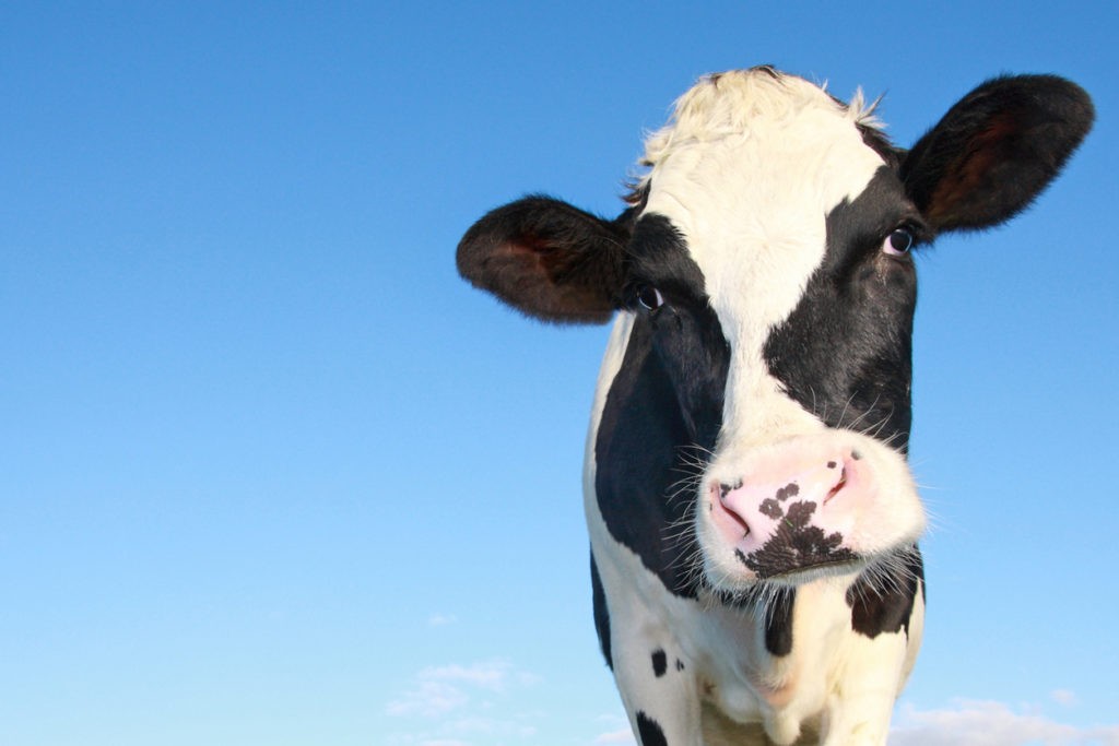 a young holstein cow with a blue sky background