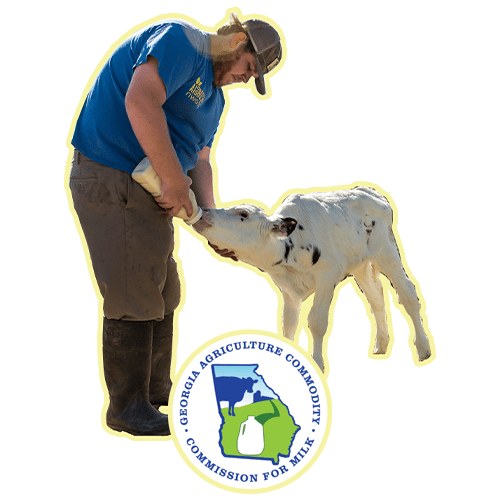 Dairy farmer feeding dairy calf